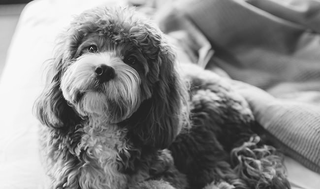 shaggy dog sits on bed and looks at the camera